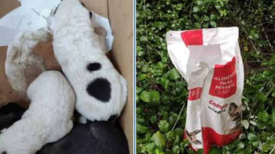 Los perritos que sobrevivieron y el saco en el que fueron abandonados los seis.