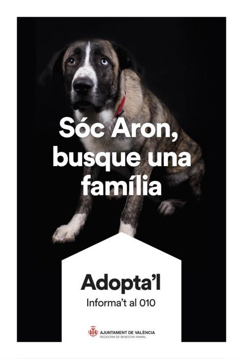 València pone cara y nombre a los perros de Benimàmet que buscan familia de adopción