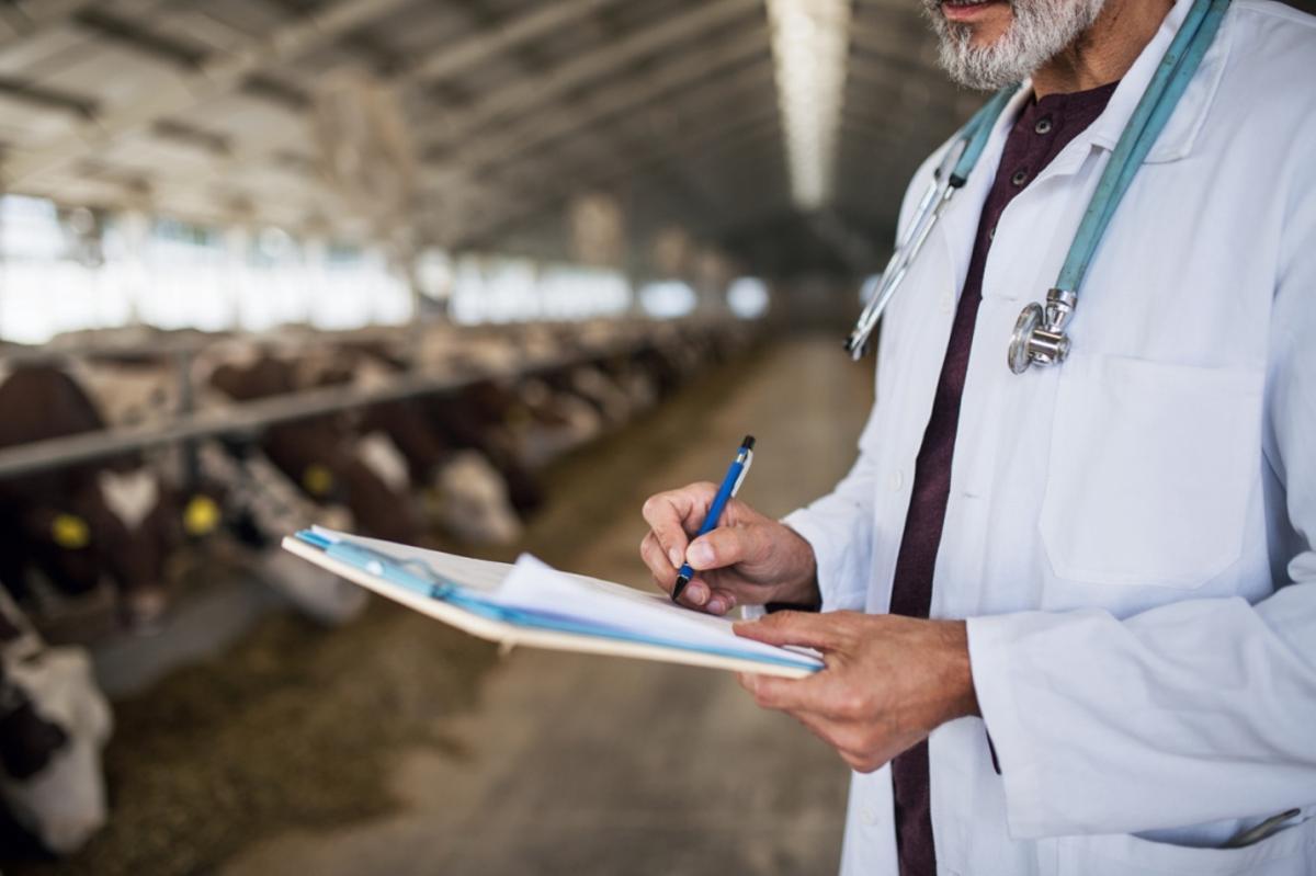 Veterinario de campo realizando tareas de supervisión en una explotación de ganado bovino.