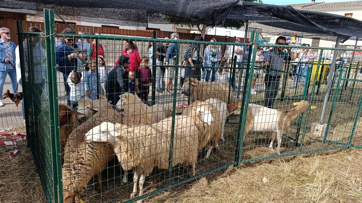FOTOS | La feria de Son Carrió dedicada al vermut y al variat, en imágenes