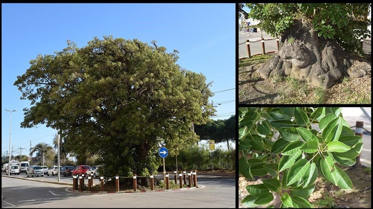 arbol madridejos bellasombra ombu pineda foto a 200114220941