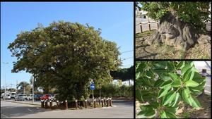 La ballasombra o ’arbre verd’ de Pineda de Mar.