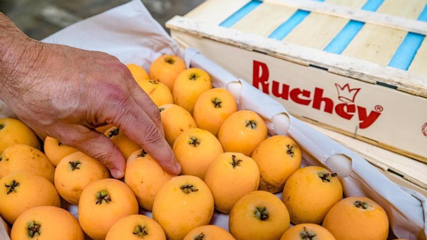 El níspero, el fruto dorado de la primavera con Denominación