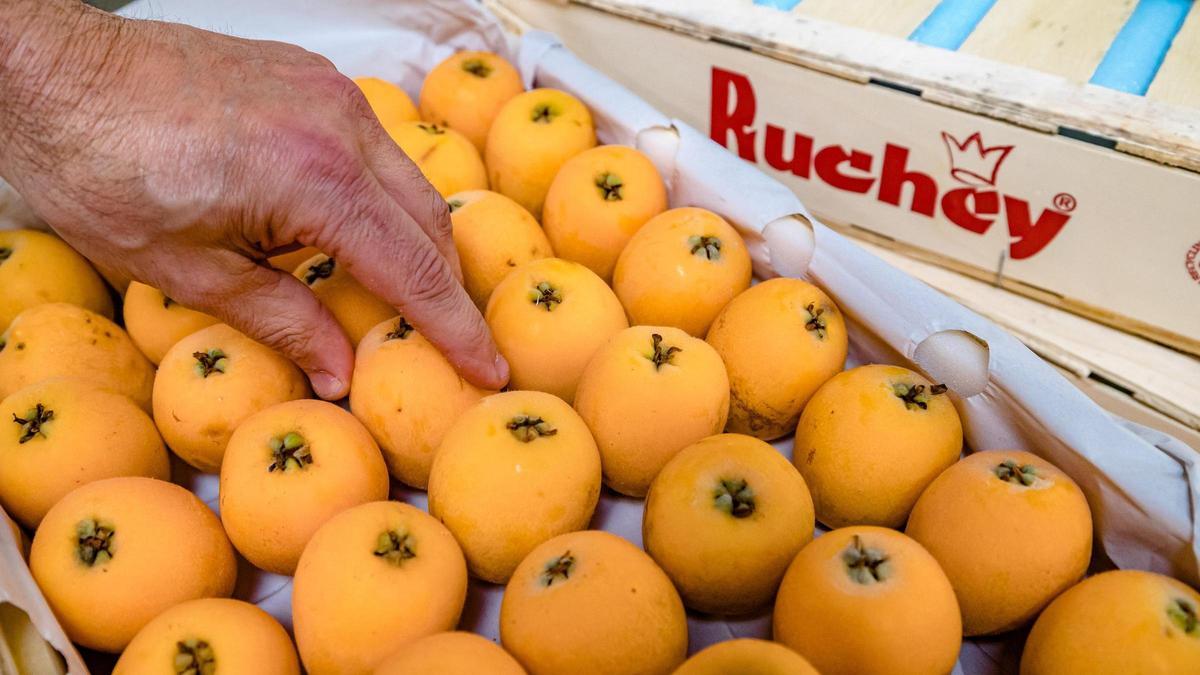 El níspero, el fruto dorado de la primavera con Denominación de Origen