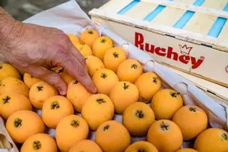 El níspero, el fruto dorado de la primavera con Denominación de Origen