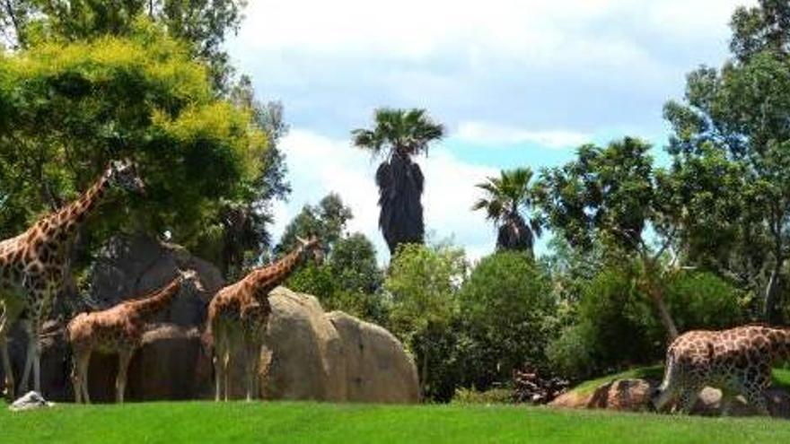 Bioparc celebra por todo lo alto el Día Mundial de la Jirafa