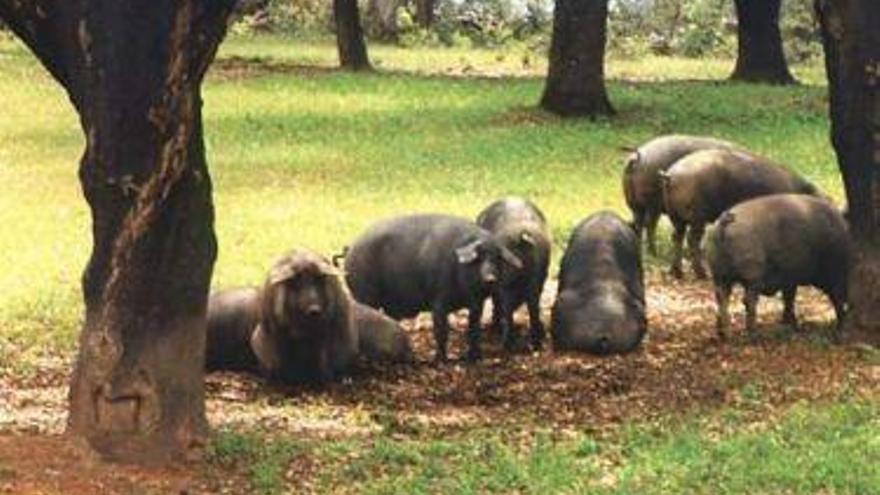 Extremadura promueve la producción ecológica en espacios de la red Natura 2000