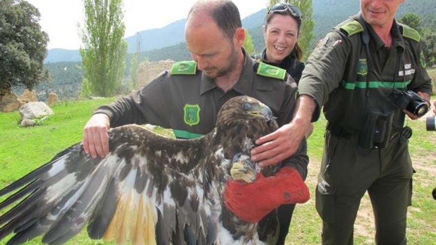 La consejería de Agricultura liberó en 2010 en la sierra de Moratalla un ejemplar de cuatro años de águila real.