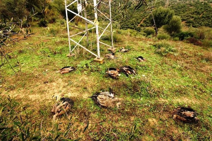 Encuentran 10 buitres muertos bajo un poste de alta tensión en Casares