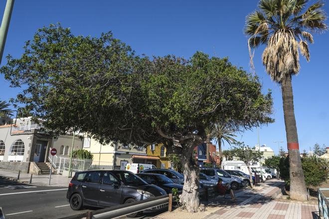 Árboles singulares en Ciudad Alta, en Las Palmas de Gran Canaria