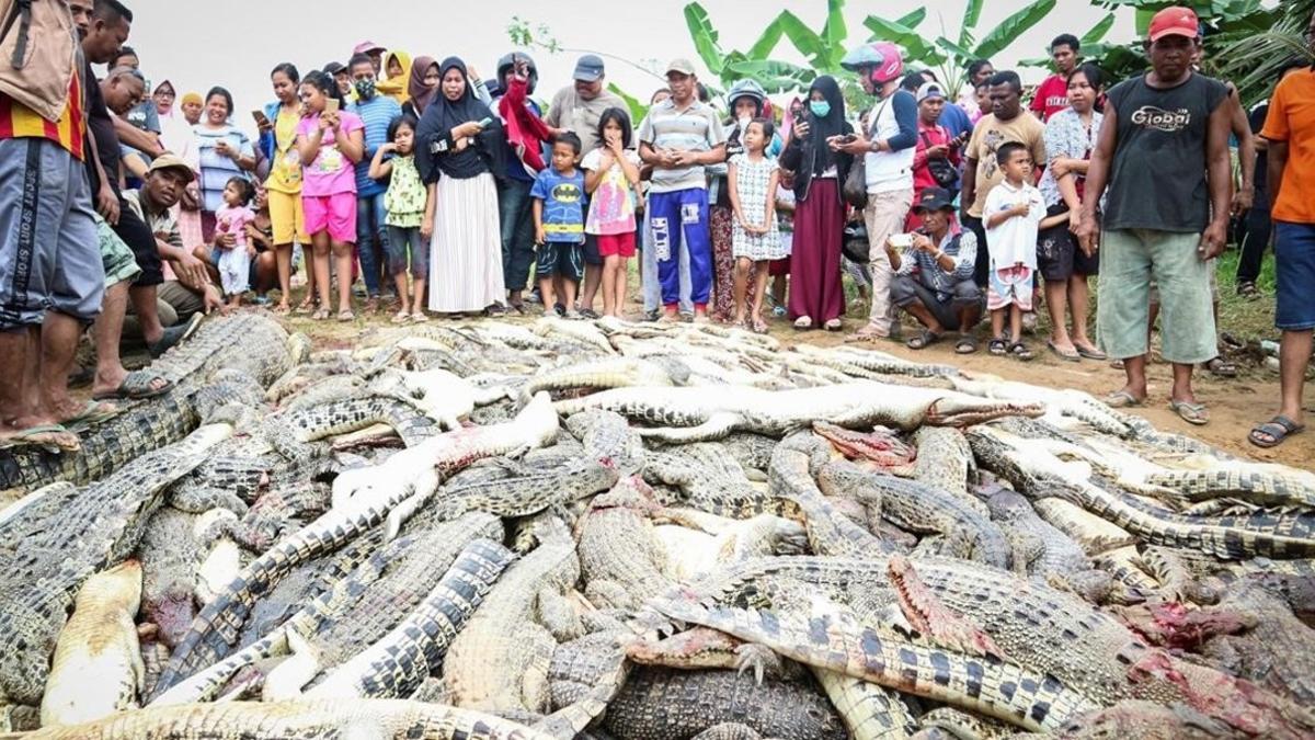 Residentes locales observan una montaña de cadáveres de cocodrilos en una granja de cria en Sorong, Indonesia.