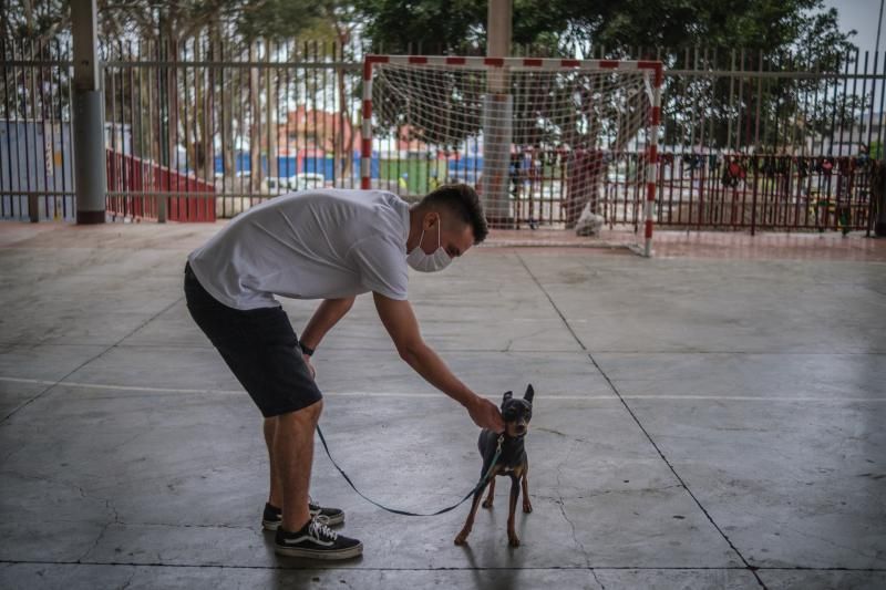 Volcán en Canarias: recogida de animales afectados por la erupción