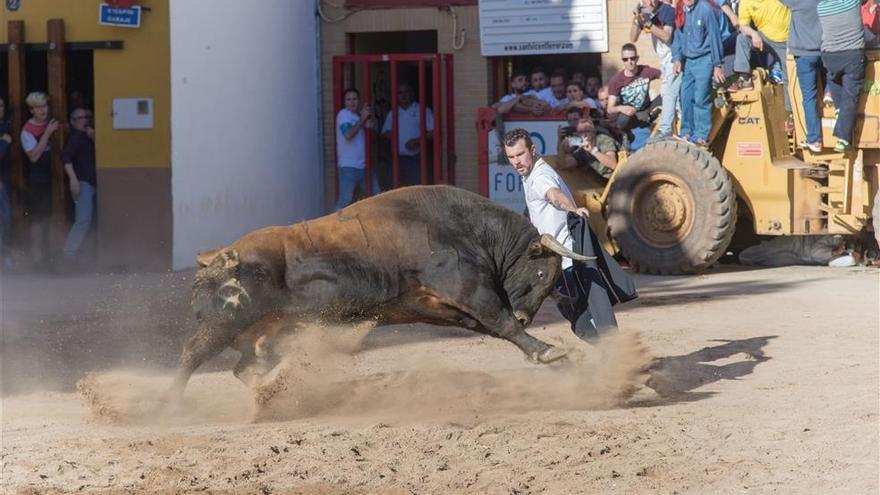 Agricultura ayuda con 3,3 millones a la ganadería sin contar con el ‘bou al carrer’