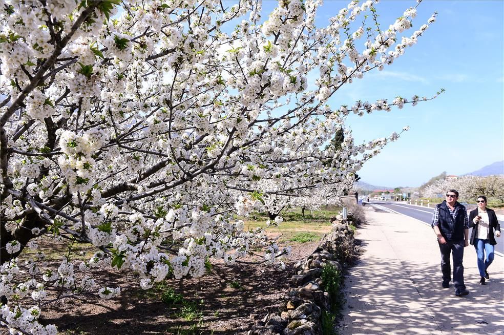 La eclosión del cerezo en flor