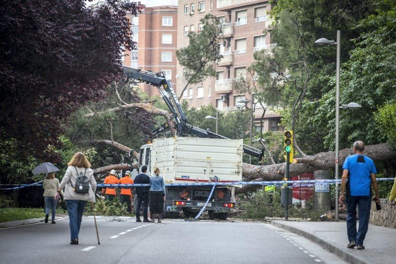 Imágenes de la caída de un árbol en la Calle Rioja