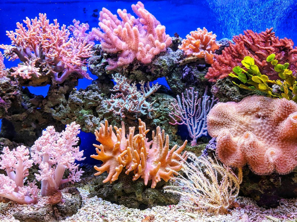 Los corales figuran entre los animales más amenazados por el cambio climático.