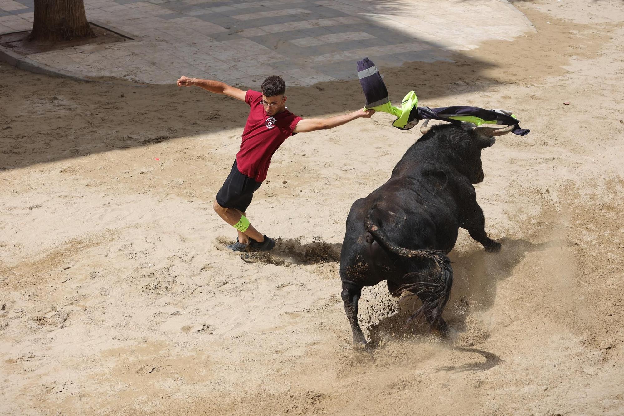 Encierro de cerriles en las fiestas de Sant Pere del Grau