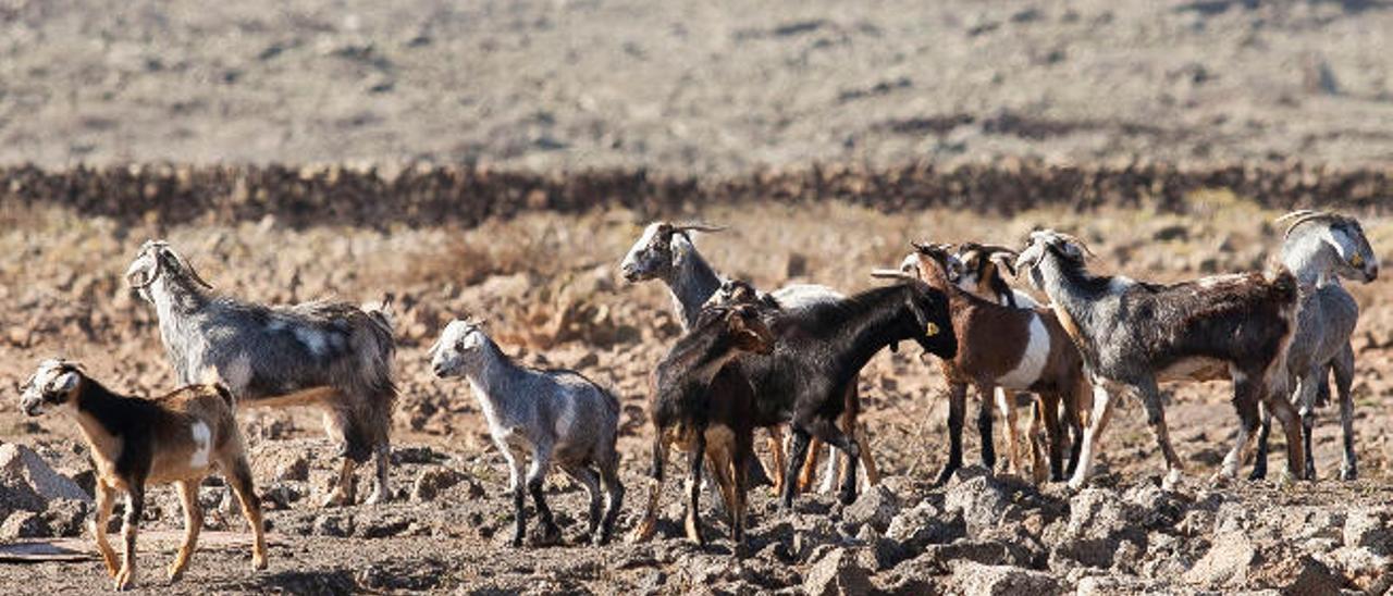 Los alcaldes no atajan las cabras