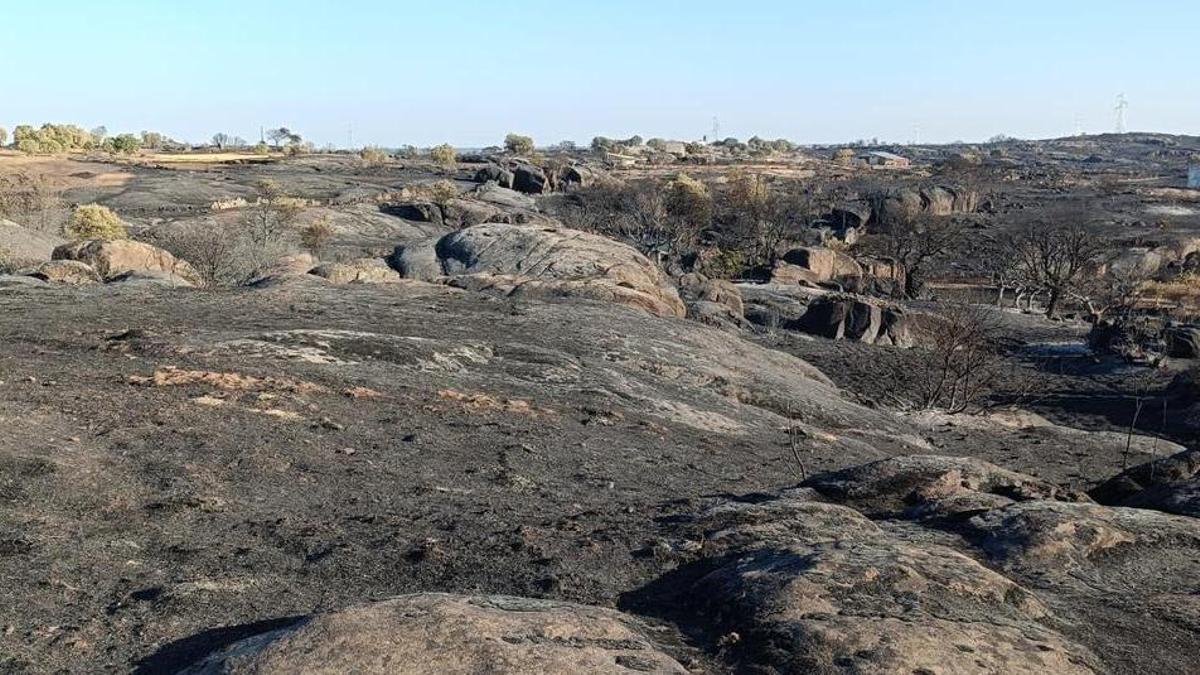 VÍDEO | Los cazadores de Fermoselle alimentan a los animales tras el incendio