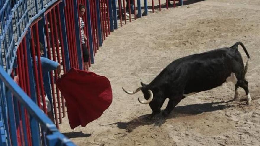 Un joven llama la atención de una vaquilla en los «bous» en plaza de Tavernes.