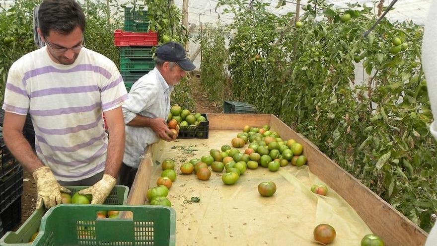 Málaga recibe 4,5 millones para ayudar al sector agroalimentario