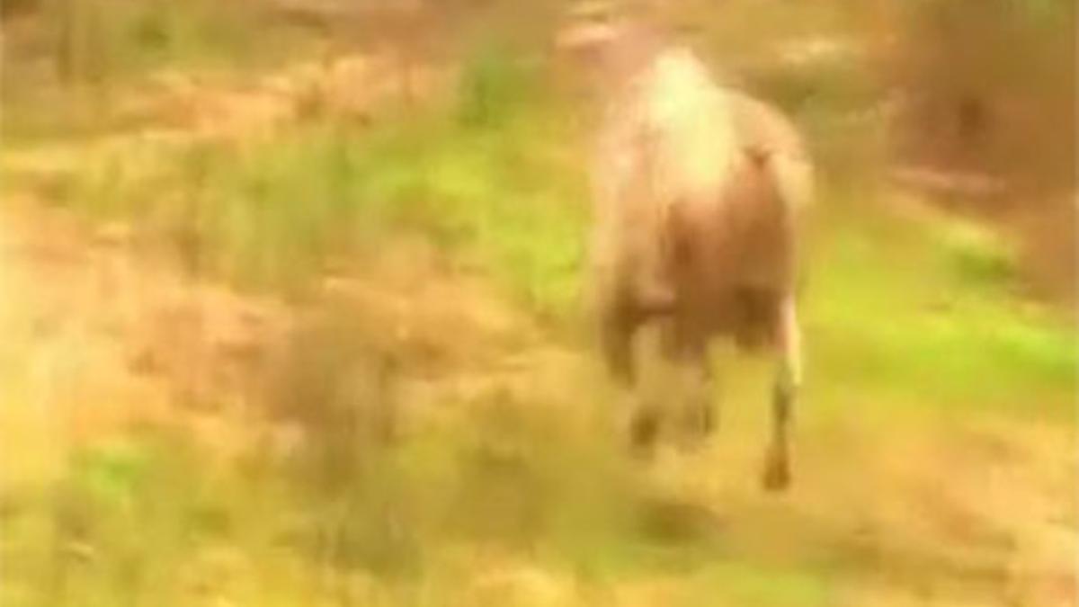 El toro de O Porriño en plena huida, tras escaparse del matadero.