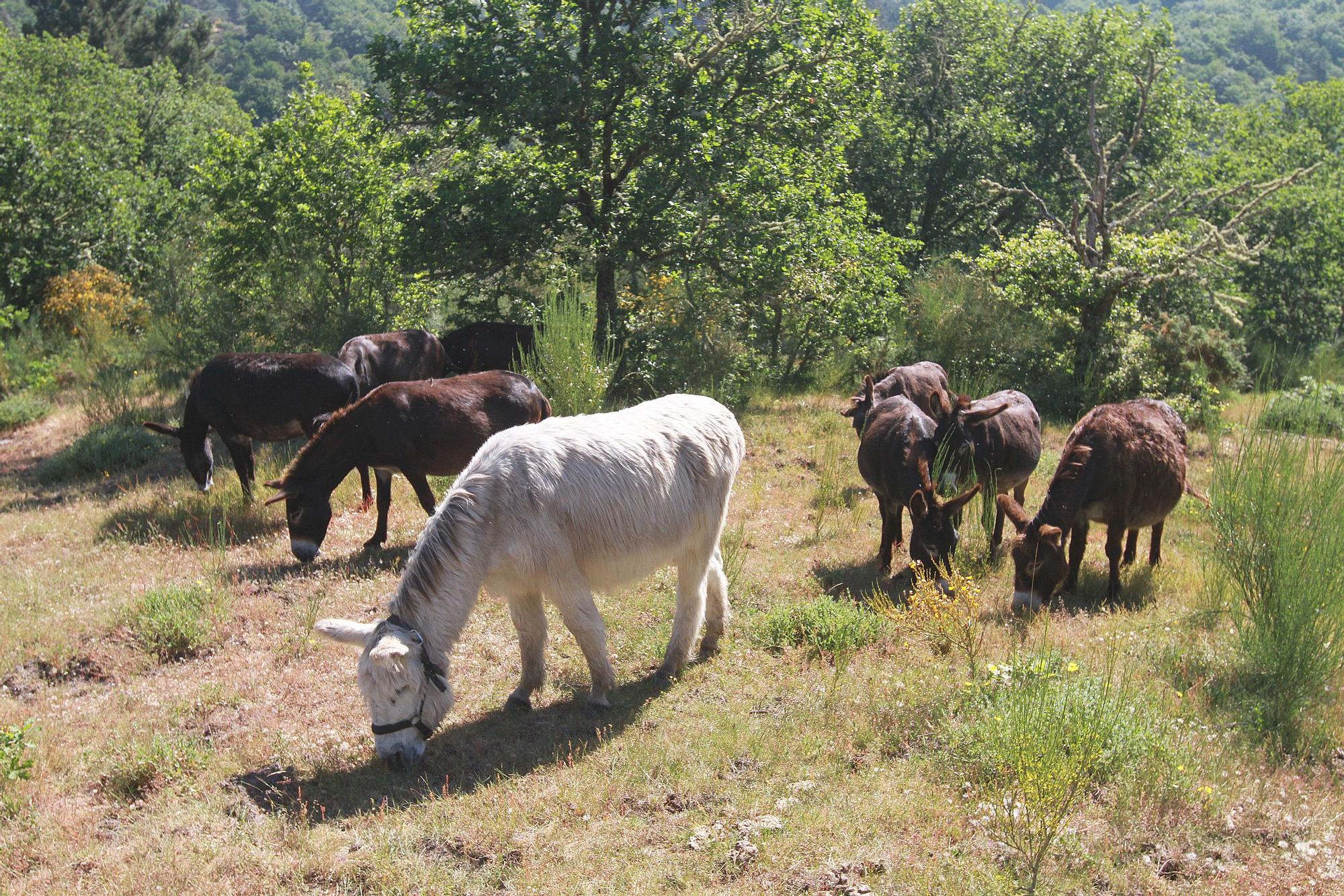 Los asnos comen arbustos, sobre todo, en el monte bajo de la reserva. // I. OSORIO