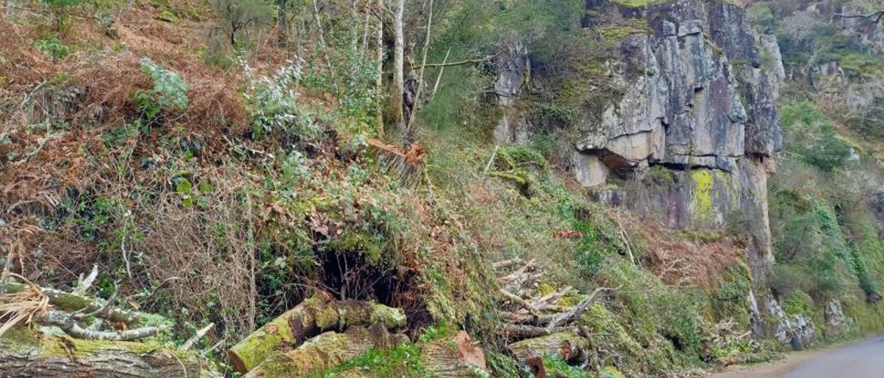 Denuncian la tala de árboles centenarios en la Ribeira Sacra