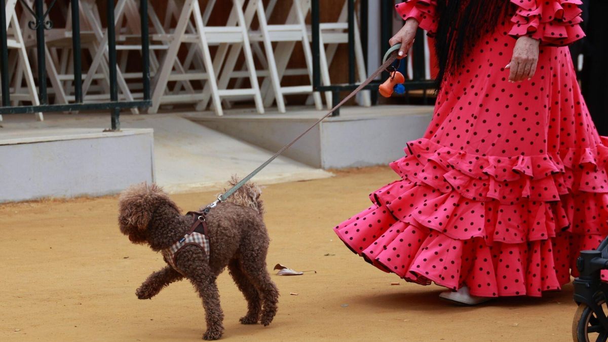 Una flamenca y su perro pasean por el Real de la Feria de Abril de Sevilla. A 07 de mayo de 2025, en Sevilla (Andalucía, España). Ambiente en el Real de la Feria de Abril de Sevilla. 07 MAYO 2025 Rocío Ruz / Europa Press 07/05/2025. Rocío Ruz;category_code_new;