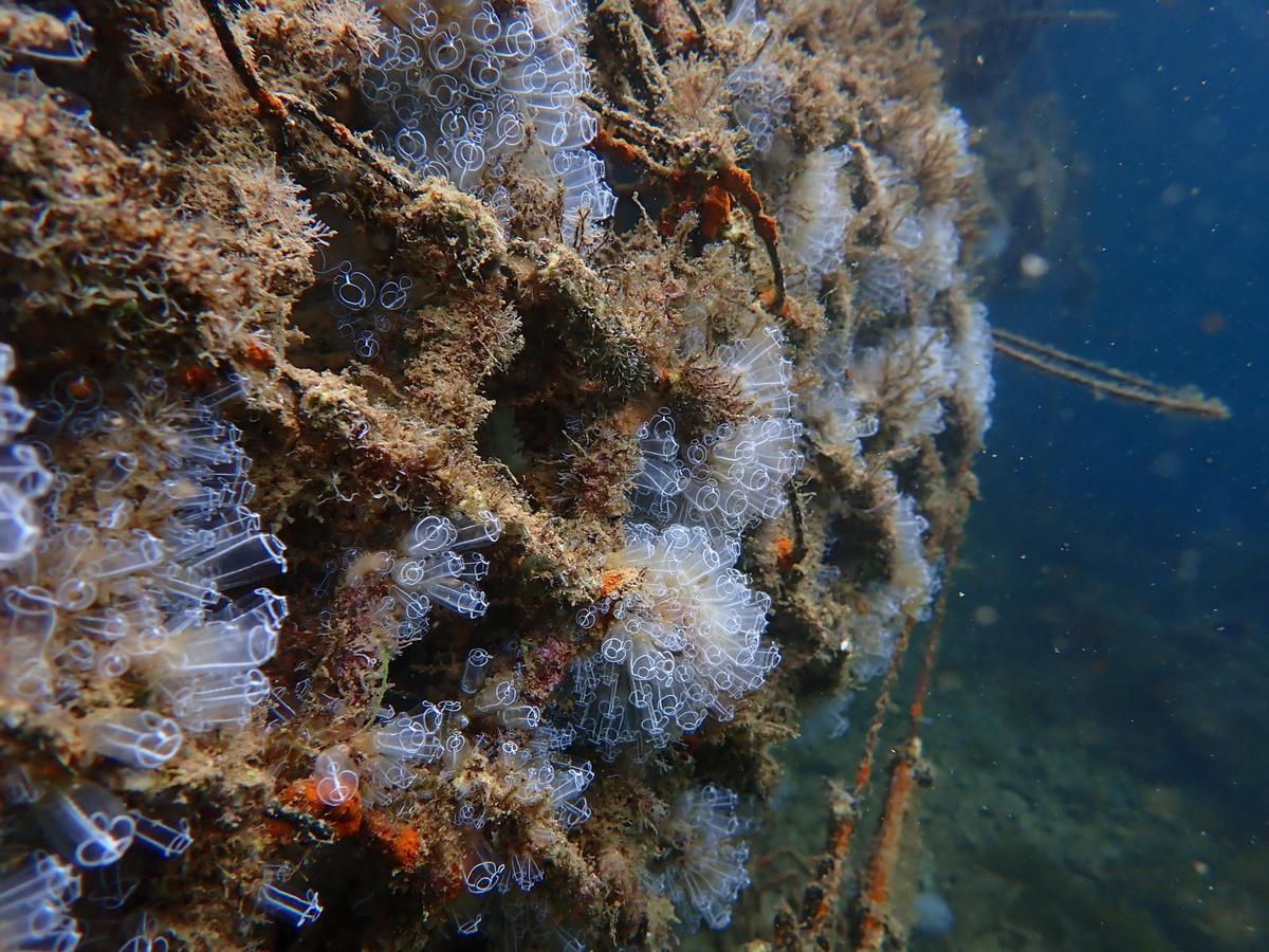 Estructura marina de Ocean Ecostructures con biodiversidad recuperada