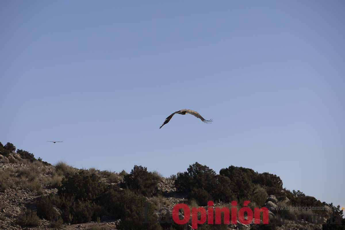 Suelta de dos buitres leonados en la Sierra de Mojantes en Caravaca