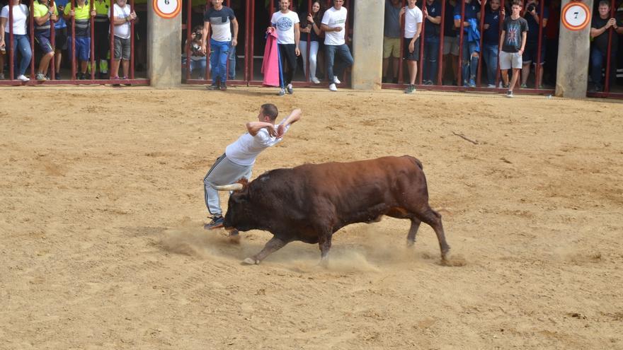 Orpesa encara el final de sus fiestas con los primeros toros cerriles