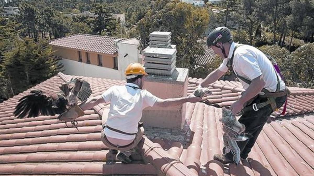 Toni Pérez con su halcón y otro especialista de Falconers Iberia capturan polluelos de gaviota en Palamós.