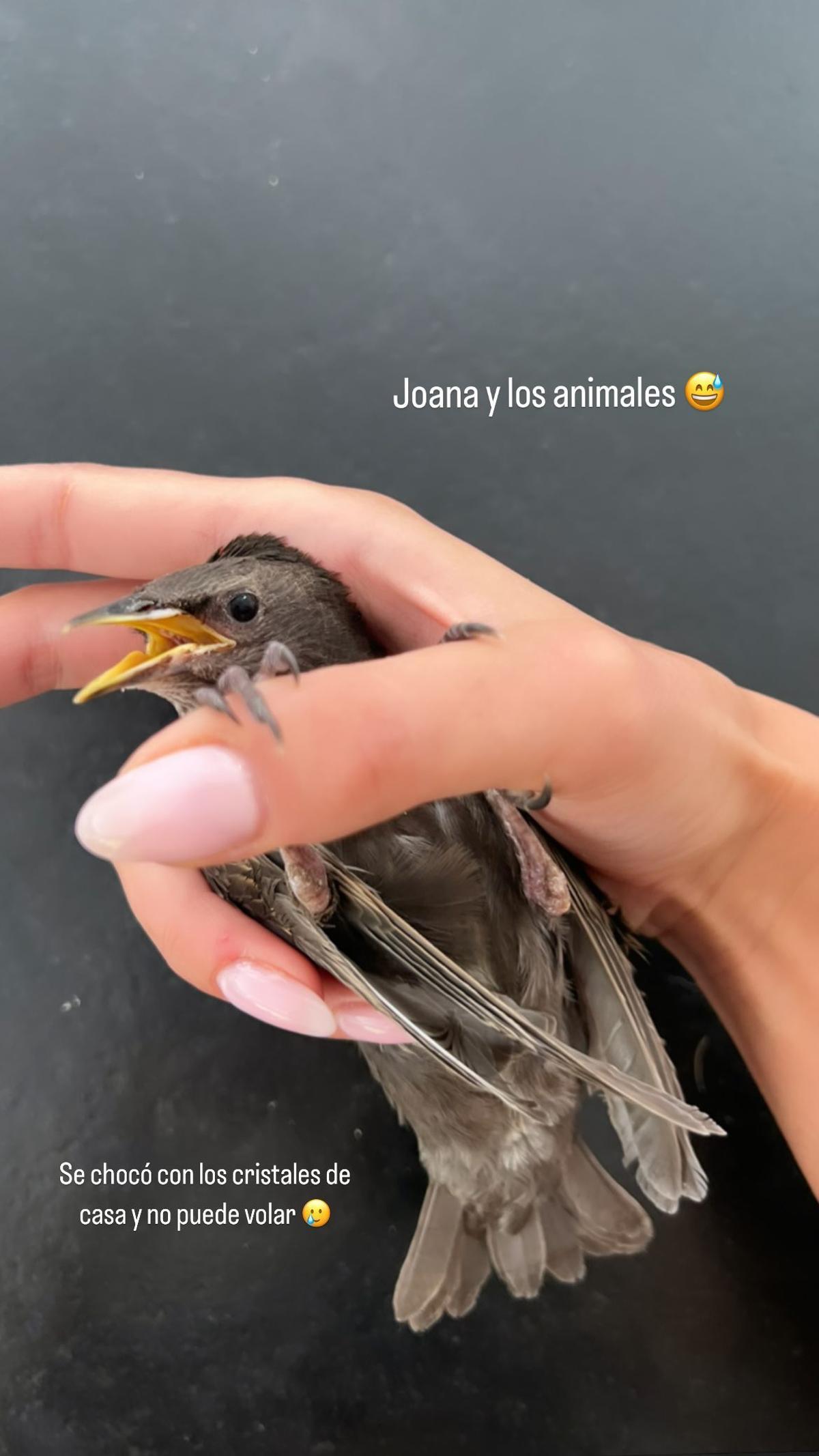 El bonito gesto de Joana Sanz con un pájaro herido