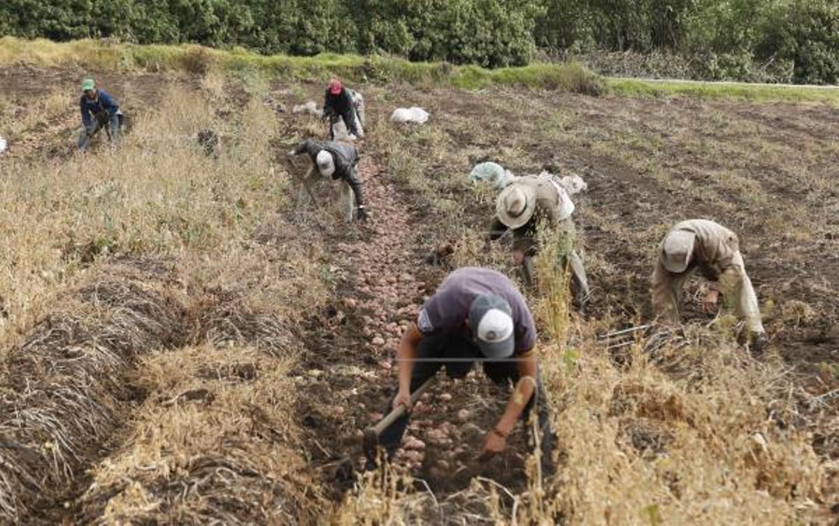 Proyecto para convertir residuos pesqueros en fertilizantes agrícolas