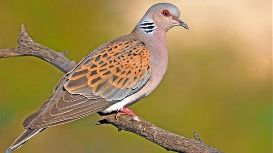 Una de cada ocho especies de aves está en riesgo de extinción