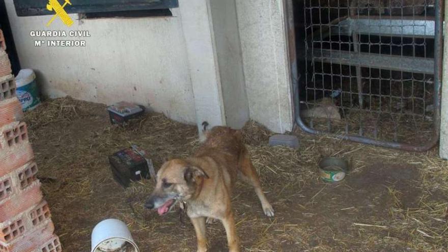 Denuncian a un ganadero de Burgos por maltrato animal