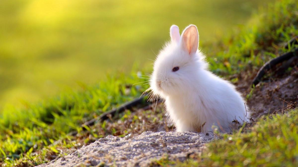 Como es el conejo toy: características principales