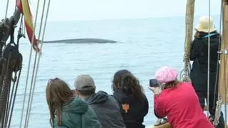Dónde ir a avistar ballenas en Barcelona