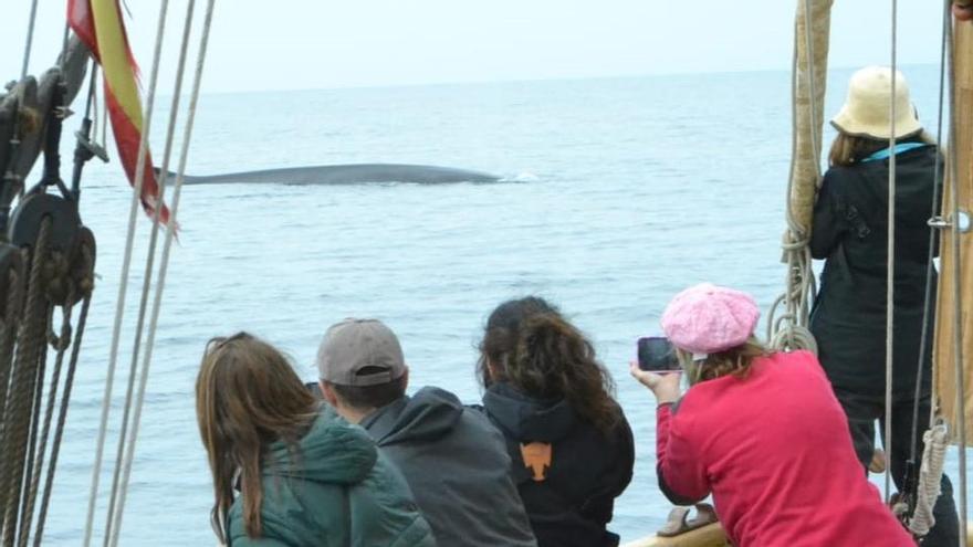 Uno de los rorcuales avistados el pasado abril desde el 'Ría de Ferrol' a 10 millas de Barcelona.