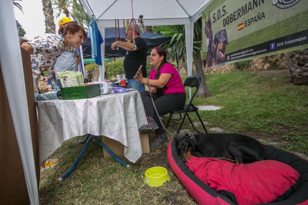 Feria de la adopción de mascotas en Elche