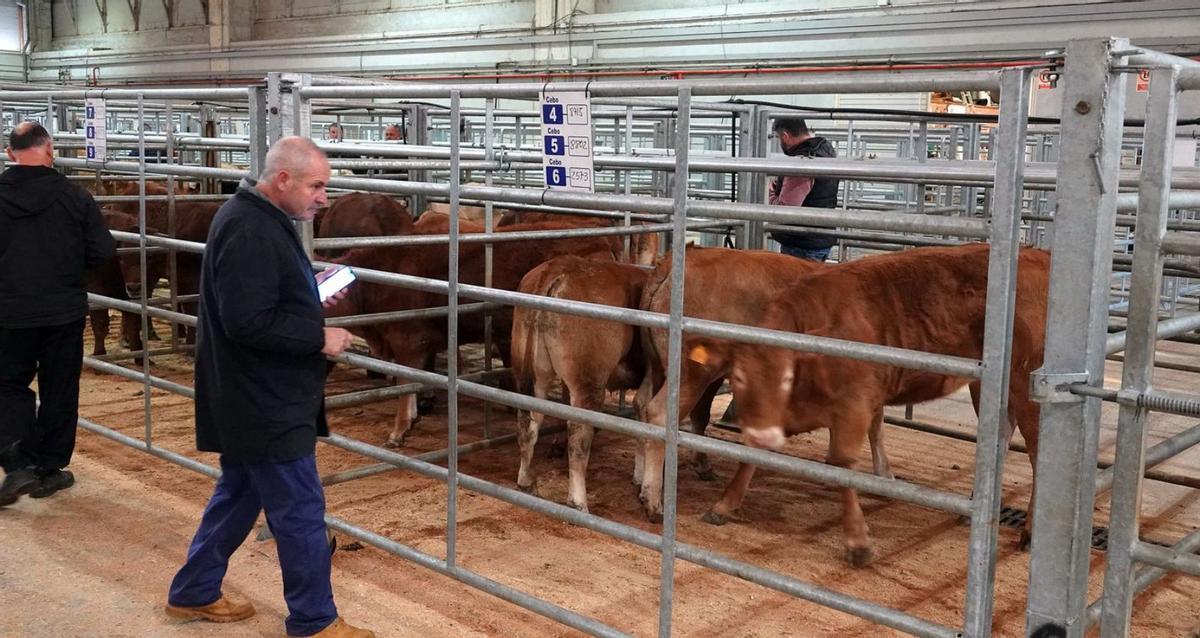 La última sesión del año, con 84 becerros de carne. La Central Agropecuaria de Galicia celebró ayer una subasta solo de terneros de carne, para abastecer el mercado navideño. Acudieron 84 animales, de los que se adjudicaron 74, por un importe total de 88.556 euros. El precio medio de adjudicación se coloca en los 1.196,70. Por categorías, hubo 2 machos y una hembra de frisón, con precios medio de 888,29 y 772,16 euros, respectivamente. A ellos se suman 26 machos de cruce industrial (con un valor medio de 1.269,19 euros) y 24 hembras (1.070,99). Los 9 machos de rubia gallega promediaron a 1.281,81 euros, y las 12 hembras, a 1.125,29.