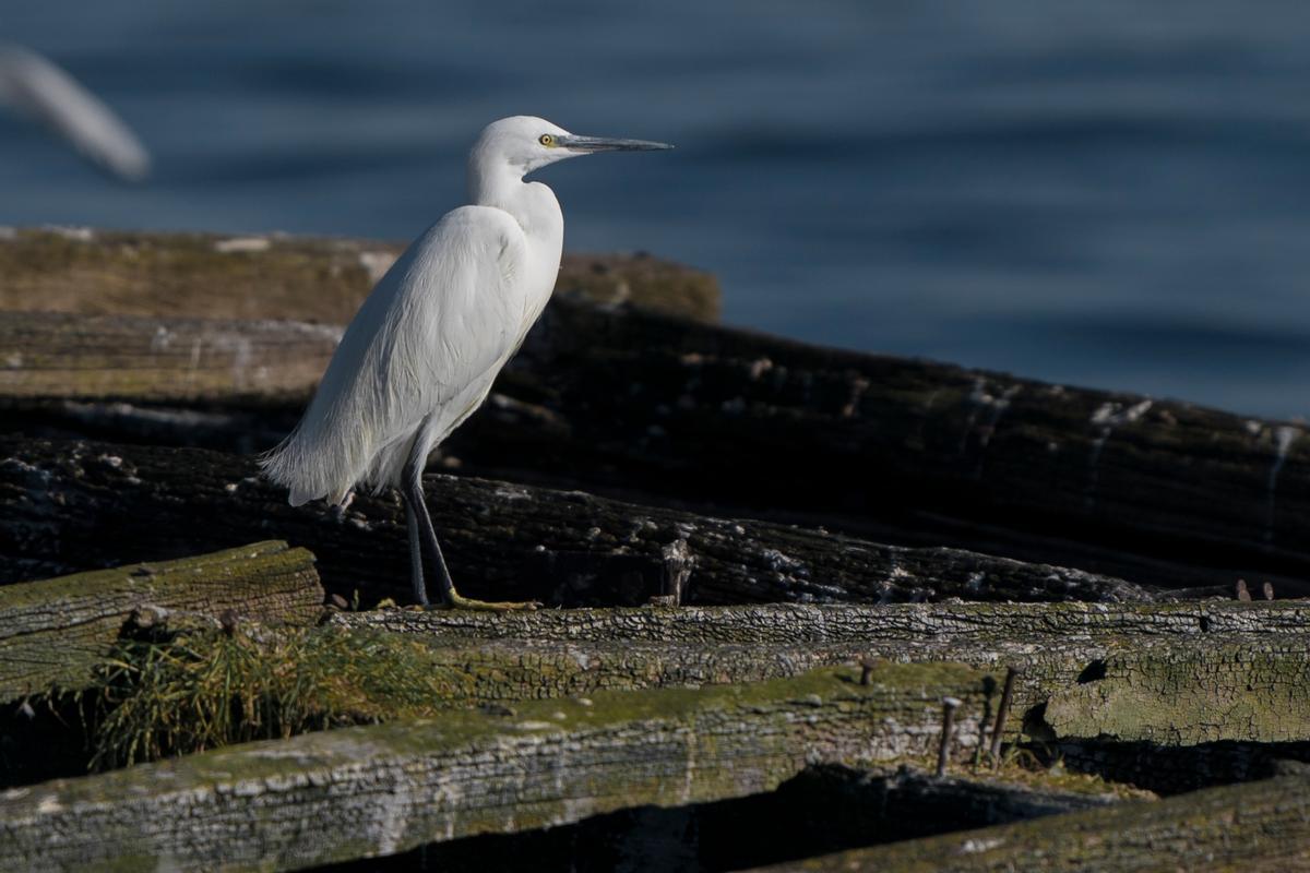 Una de las fotos tomadas por Xabier Vázquez Pumariño para Birding.gal en el barco "Chasula".
