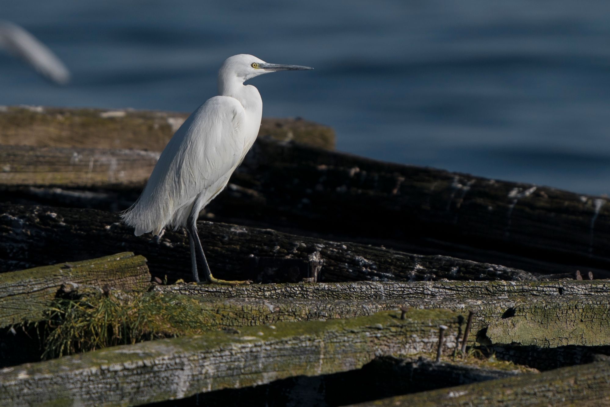 Una de las fotos tomadas por Xabier Vázquez Pumariño para Birding.gal en el barco &quot;Chasula&quot;.