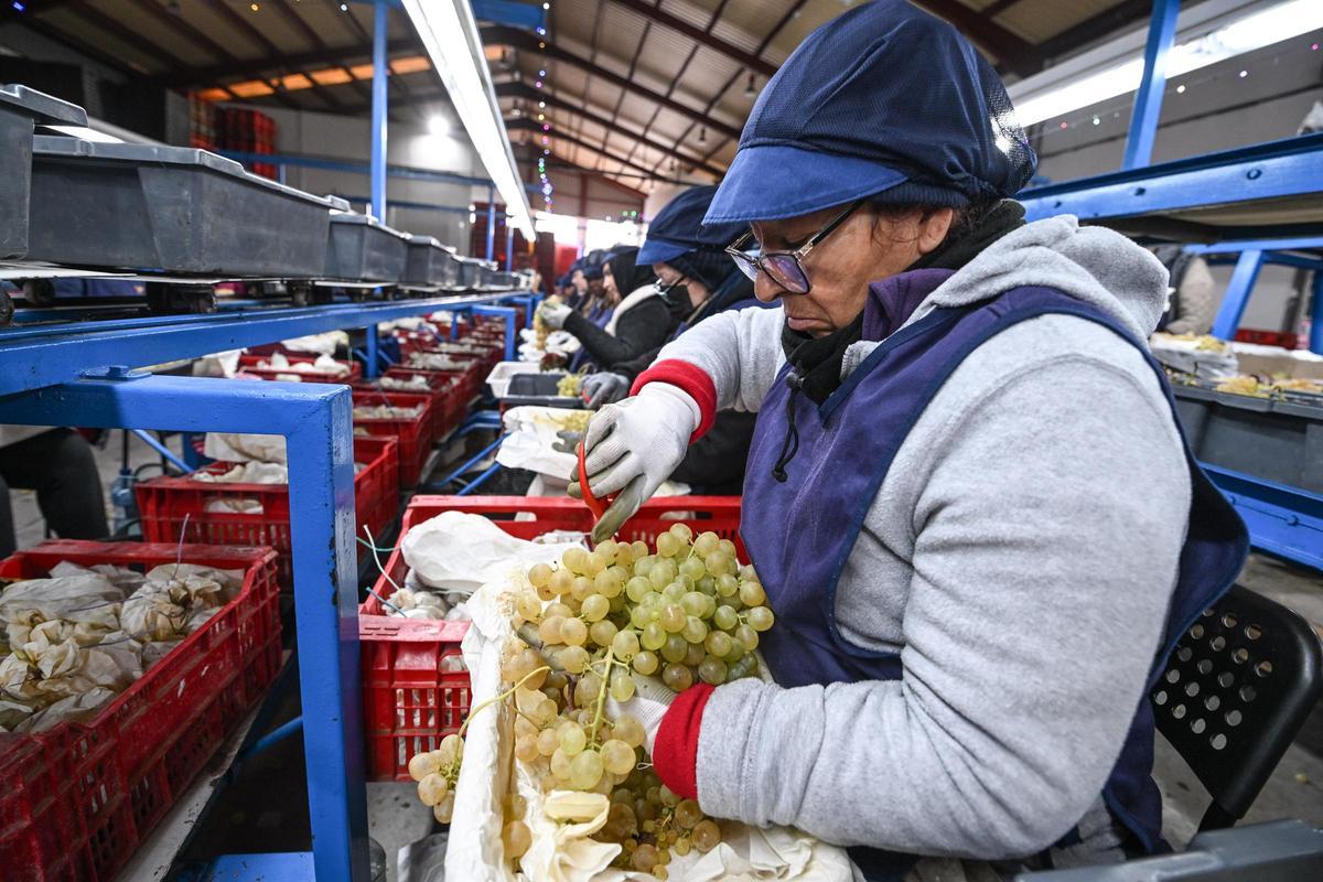 Procesado de uva de mesa en una empresa de la provincia.