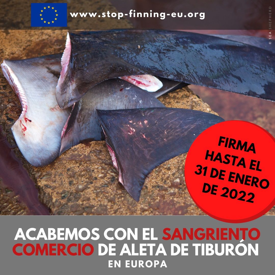 Archivo - Cartel de la iniciativa ciudadana &#039;Stop finning-stop the trade&#039; para prohibir el comercio de aletas de tiburón en Europa.