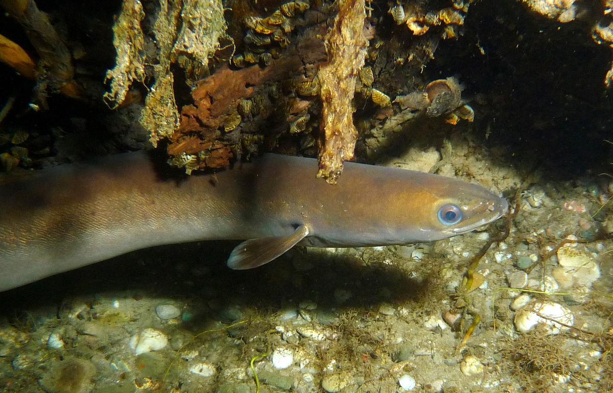 La anguila debe ser protegida a ultranza, afirma la ciencia
