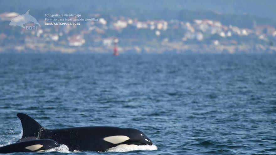 Alertan de la situación crítica de la población de orca ibérica