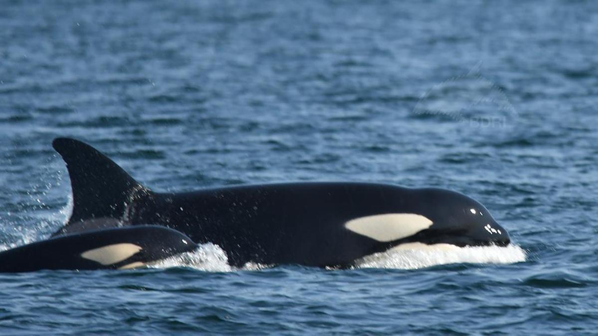 Dos orcas en la ría de Arousa.