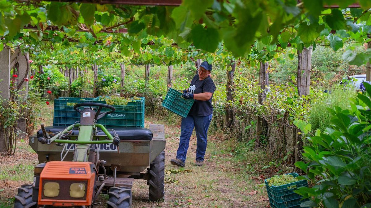 Trabajos de vendimia para la bodega Martín Códax en Meis en el verano pasado.